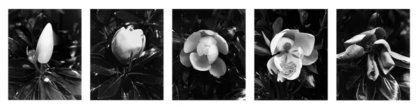 The Life of a Magnolia thumbnail