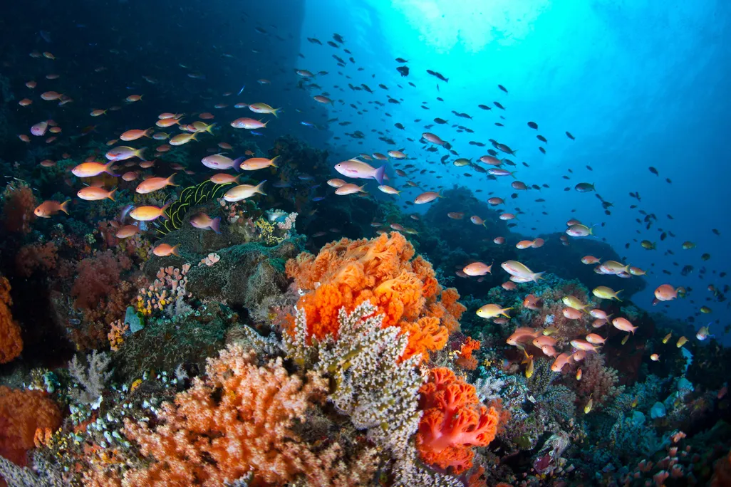 Marine heatwaves can kill off species and alter ecosystems.