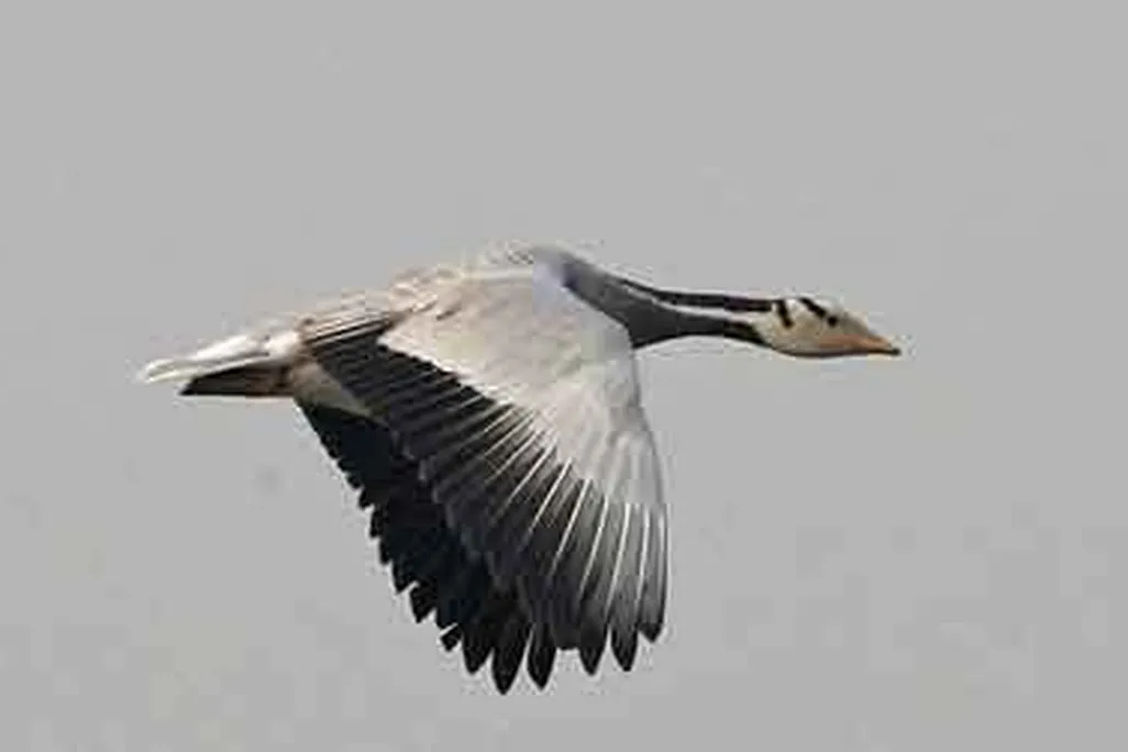 A bar-headed goose flies over India