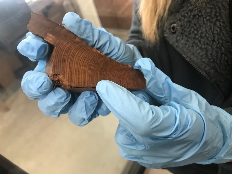 Tree ring