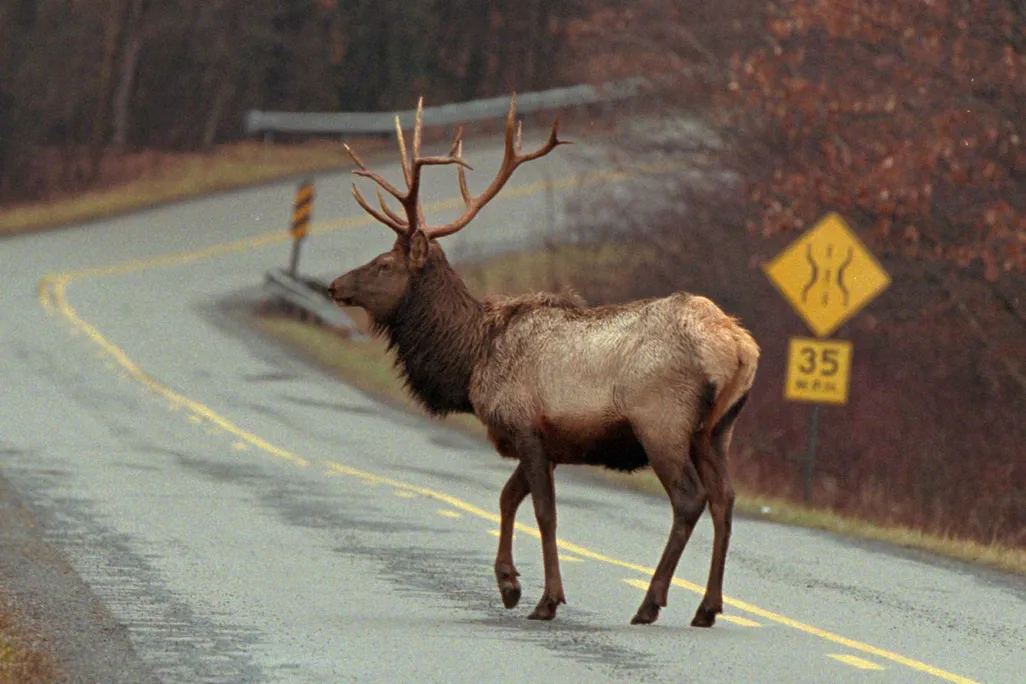 elk