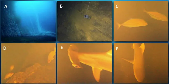 The image shows six images from the underwater volcano Kavachi. The top left image is blue, and shows streams of bubbles rising from cracks in the sea floor. The next image over shows a microbial mat, followed by a picture of a bluefin trevally. The bottom three images, left to right, are of red snappers, a scalloped hammerhead shark, and a silky shark. The fish pictures all show yellow, cloudy water. 