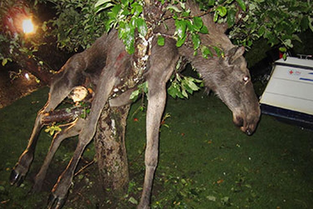 The moose likely got drunk eating apples fermenting on the ground.