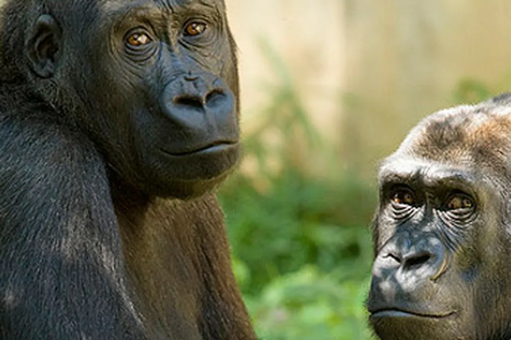 What are the National Zoo's gorillas plotting?