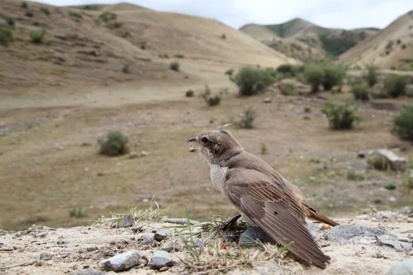 Eurasian crag martin thumbnail