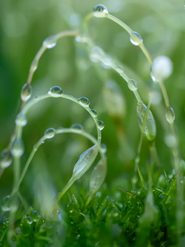 Moss Spores thumbnail