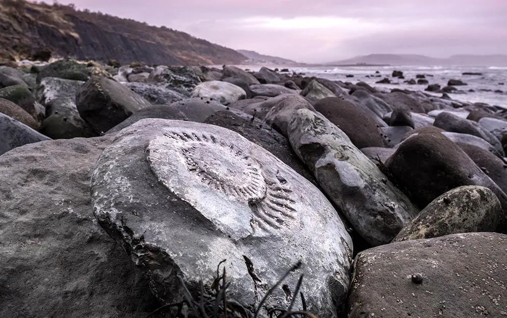 Jurassic Coast social.jpg