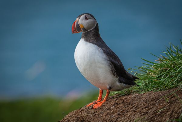 Atlantic Puffin thumbnail