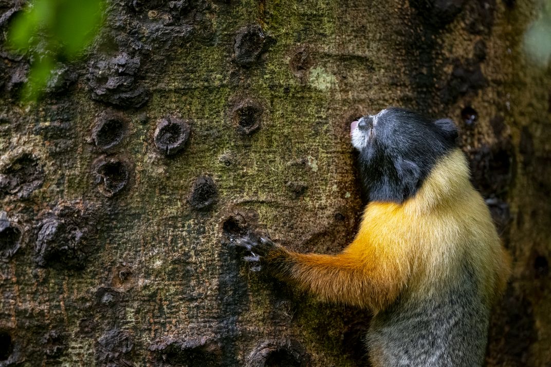 A golden-mantled tamarin feeds on a Parkia balslevii tree. The tamarins are slightly larger than pygmy marmosets but have similar diets and family structures—they give birth to twins and raise their young in adult groups.