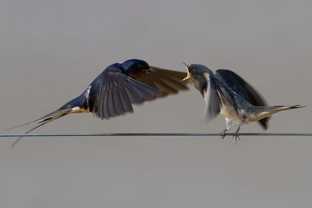 Barn swallows