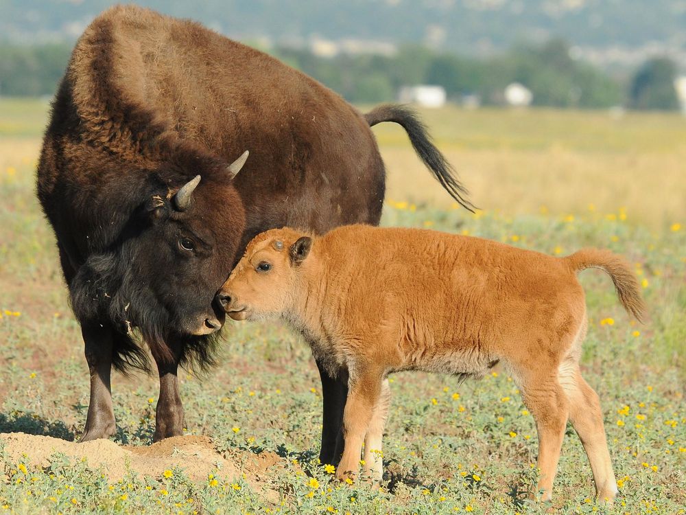 Mother and Baby Bison