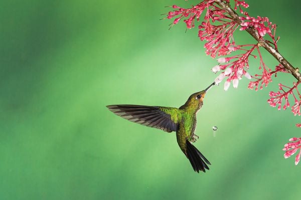 Hovering Green Hermit Hummingbird thumbnail