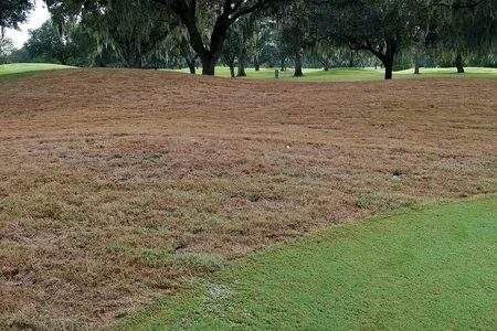Once fall armyworms attack, lawns can go from green to brown in less than 48 hours.