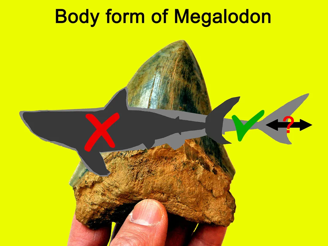 Megalodon-Grafik