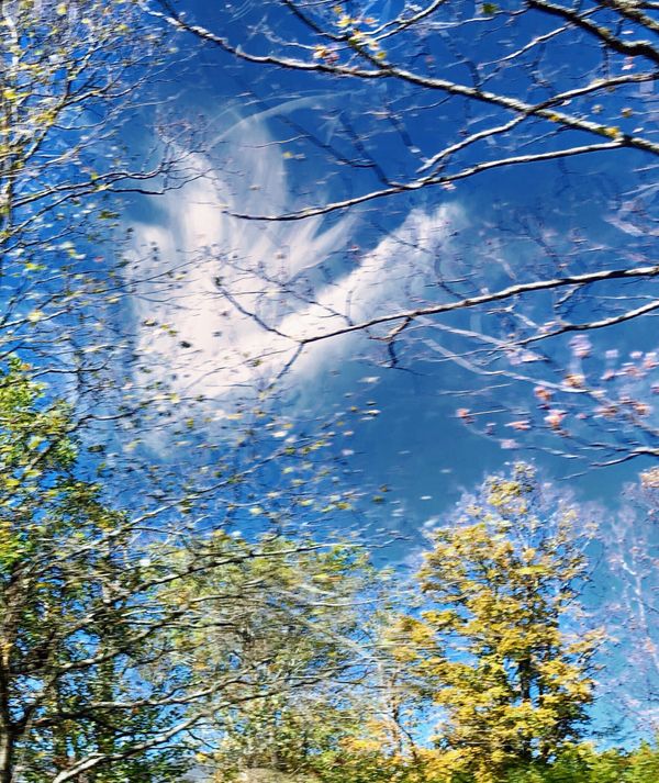 Celestial  Blue Majesty thumbnail