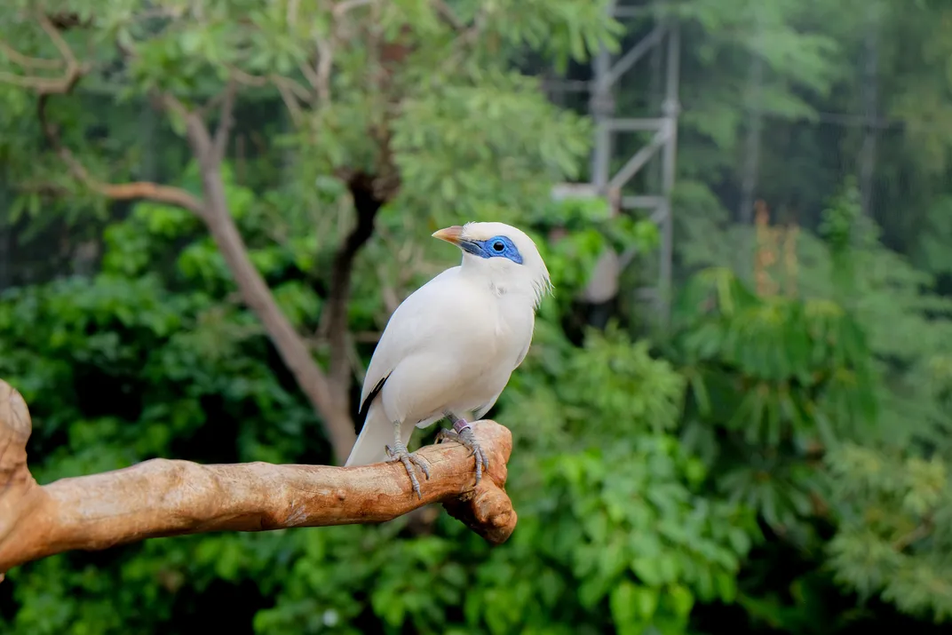 Bali Starling, or Myna, as seen in Bali Barat National Park