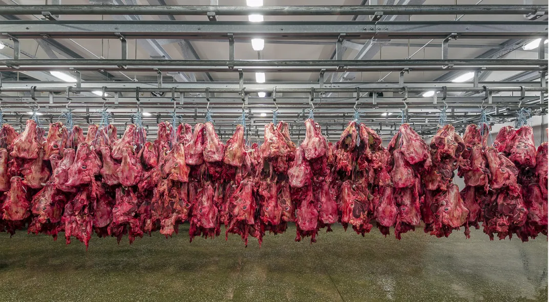 Cow heads in a beef processing plant. Photo: Oliver Heinl/Yes/Novarc/Corbis