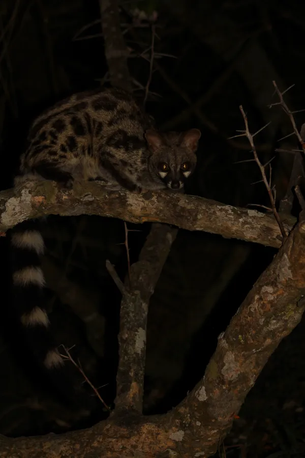 Night Thief thumbnail