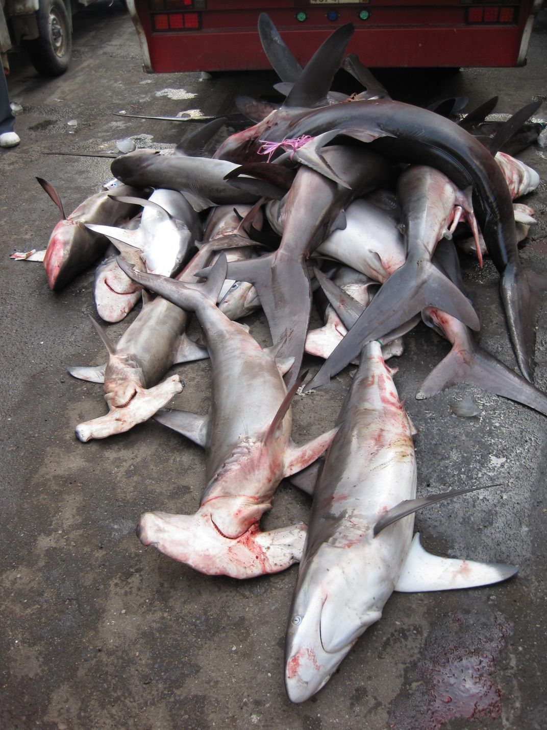 Is It Too Late to Save Red Sea Sharks?