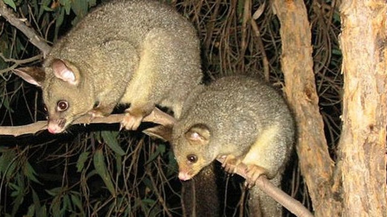 Animal Predators In New Zealand