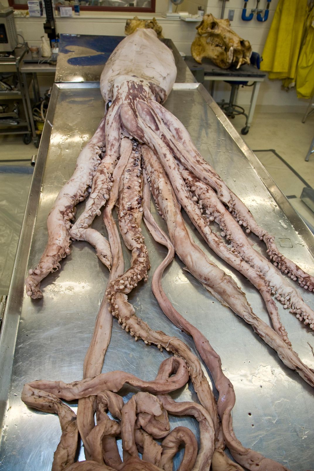 giant squid full length