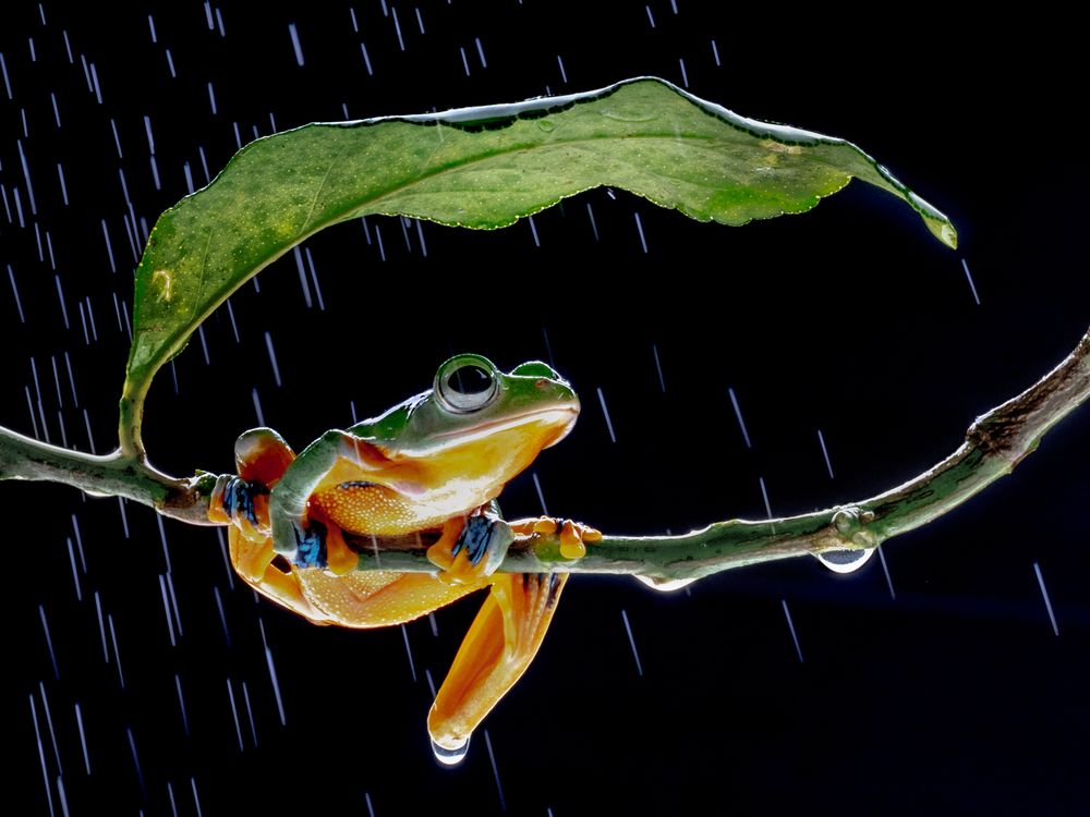 wallace-flying-frog-3-smithsonian-photo-contest-smithsonian-magazine