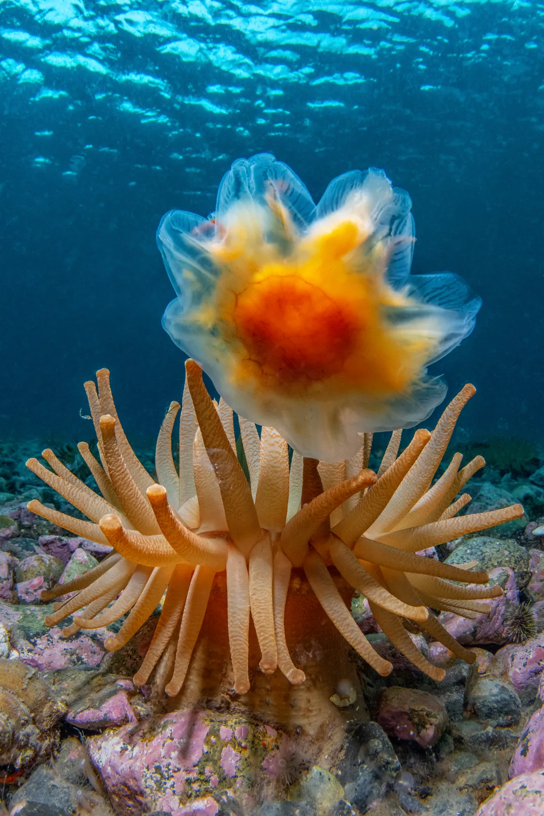 a sea anemone, which is related to coral, greets a florescent orange and yellow jellyfish