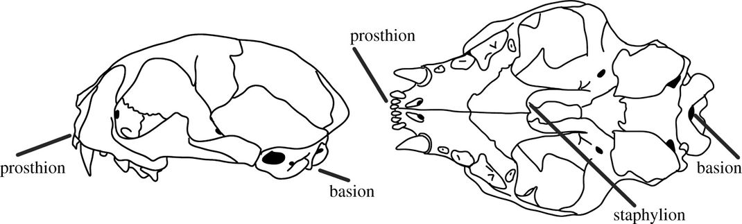 Drawings of cat skulls from different angles, showing the prosthion, basion and staphylion