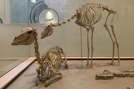 Camels evolved into a range of shapes and sizes, including small forms like these Stenomylus on display at the American Museum of Natural History.