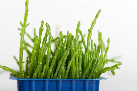 Sea beans, otherwise known as sea asparagus and pickleweed, belong to the genus Salicornia, marsh plants that thrive in salty soils.