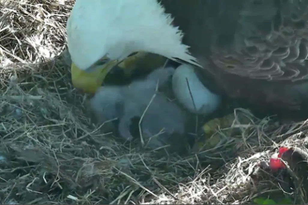baby eagle