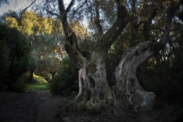 Ancient Olive Trees thumbnail