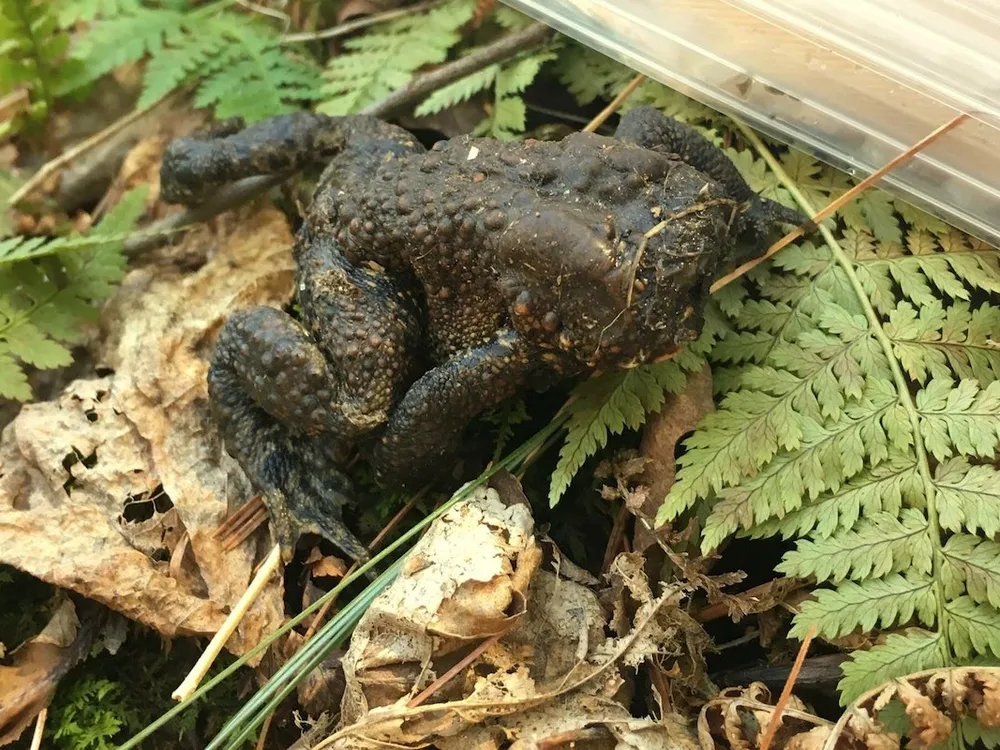 faceless toad.jpg