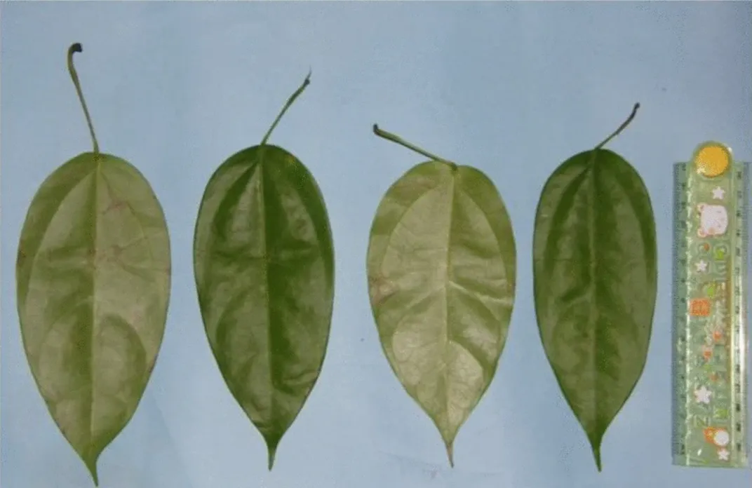 Four leaves of the yellow root, a plant endemic to Sumatra and known for its medicinal properties
