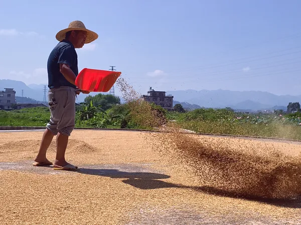 Sun-dried rice thumbnail