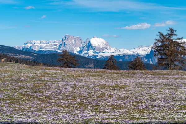 Crocus bloom in the South Tyrol, Dolomites in the background thumbnail