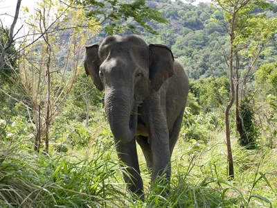 A wild Asian elephant in Sri Lanka
