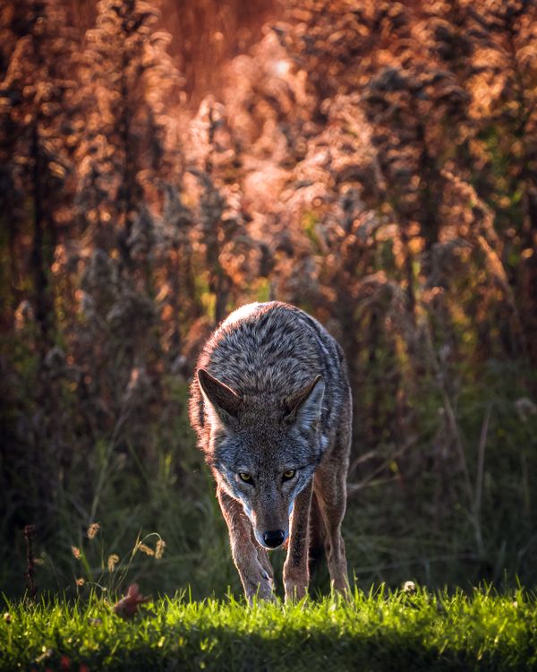 Eastern Coyote in the Illinois Prairie thumbnail