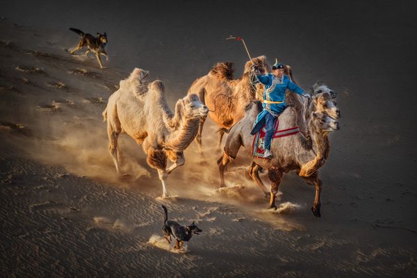 Running camels thumbnail