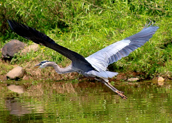 Great blue heron taking off thumbnail