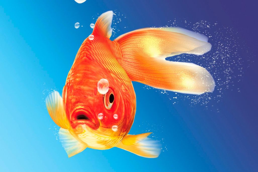 goldfish