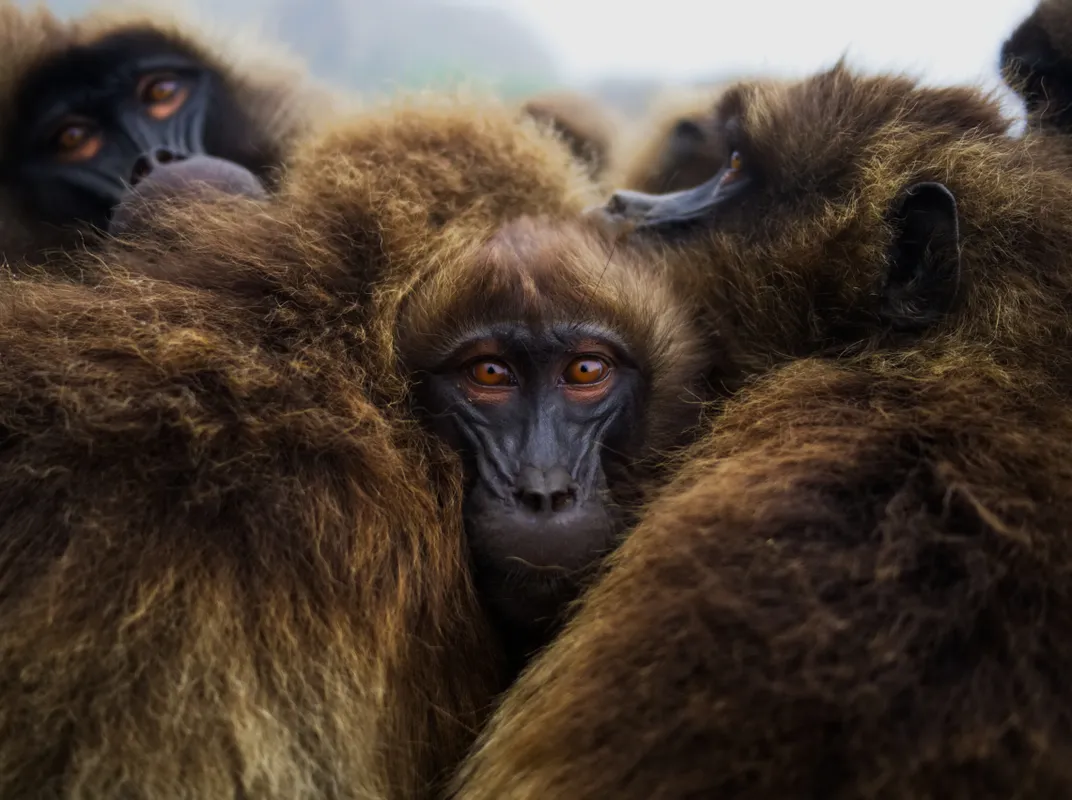 wild juvenile gelada monkey huddle