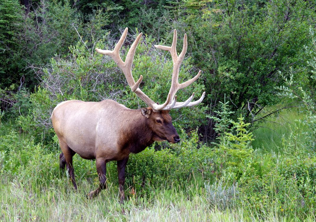 Bull elk in Jasper National Park