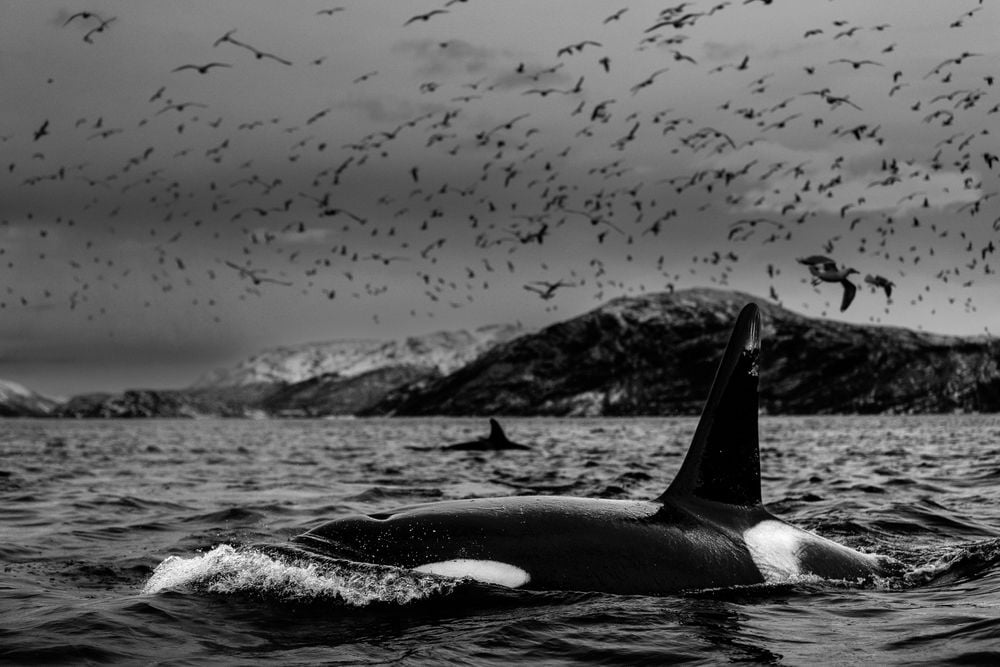Under the waning soft light of an Arctic dusk high in the northern fjords of Norway, a pod of orcas hunt for herring while seagulls whirl overhead looking for scraps. The pod uses a clever tactic of corralling the herring into a ball while taking turns to surface for air (below the two surfacing orcas were others beneath the surface corralling the fish and feeding). Sometimes an orca would break the surface in a spy hop to view their surroundings and spot for incoming humpback whales.