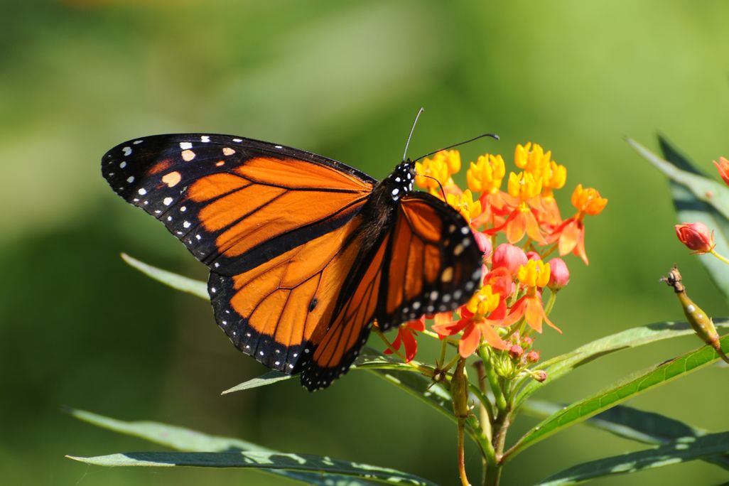a monarch butterfly on a flower