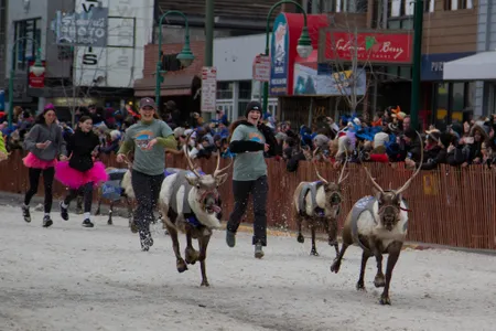 Ever since it debuted in 2008, the Running of the Reindeer has become one of the signature events of the Fur Rendezvous Festival.