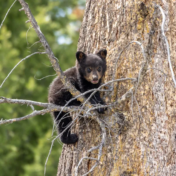 Young Black Bear Cub thumbnail