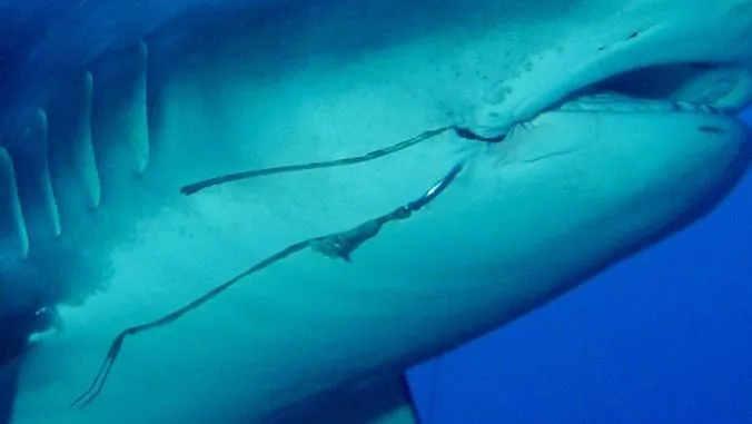Fishing Hooks Pose a Long-Term Threat to Tiger Sharks, Smart News