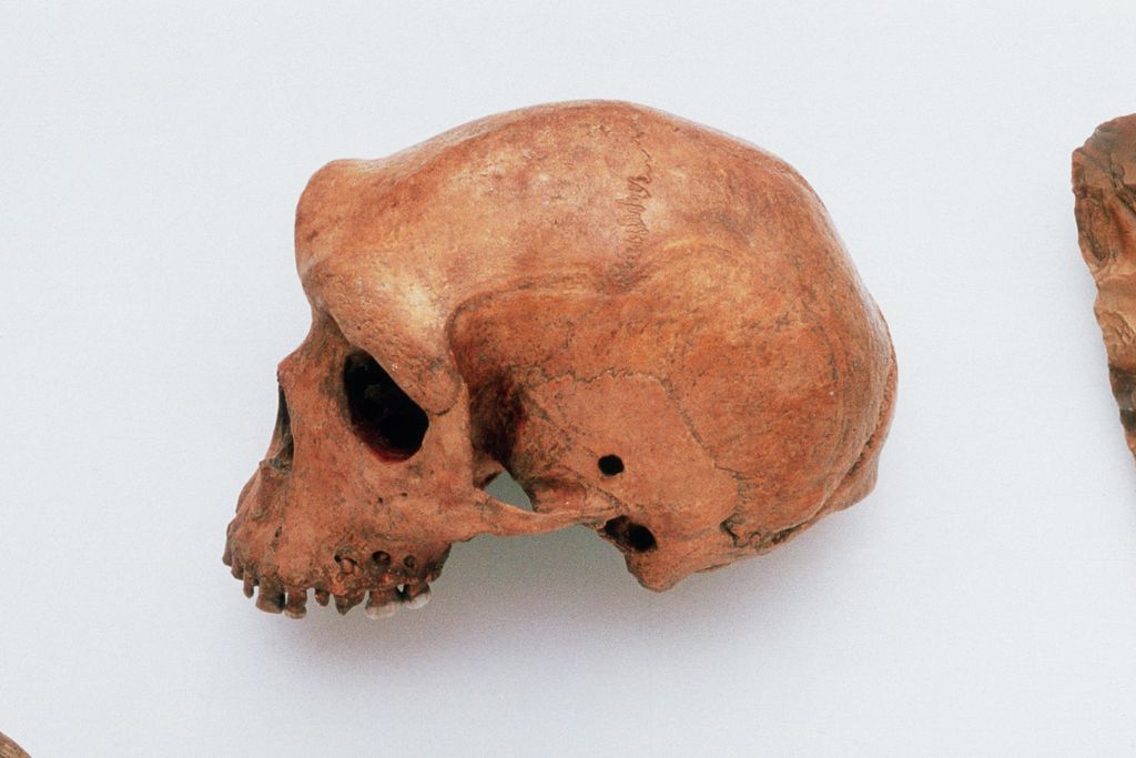 Homo sapien skull