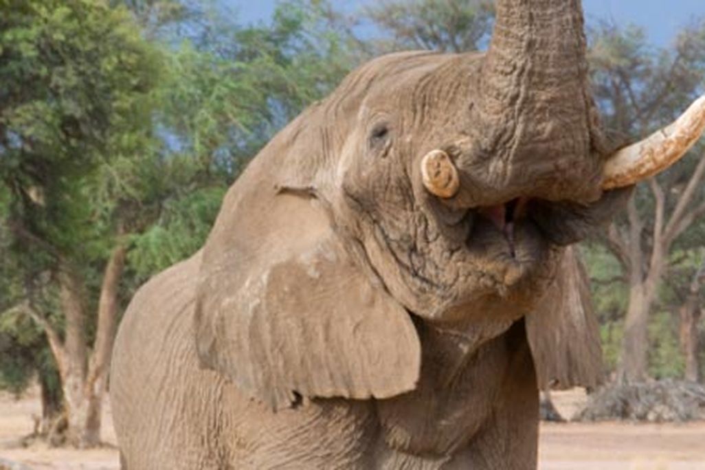 African elephant
